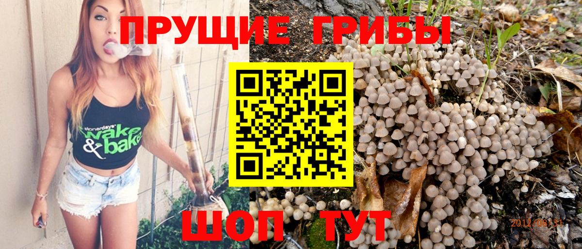 Асбест  цена   Вход с VPN  Псилоцибиновые грибы Psilocybe 